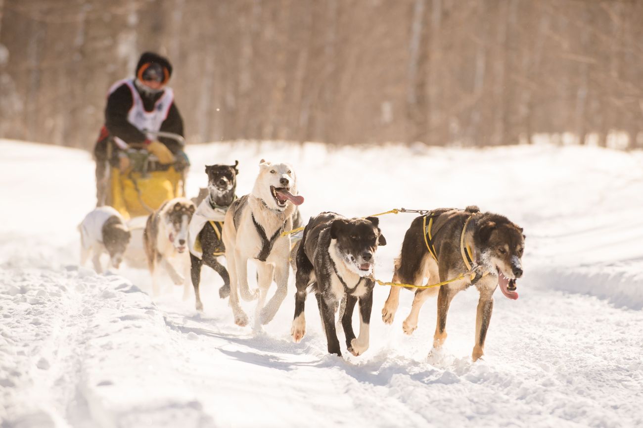 Someone dog racing in the snow. 