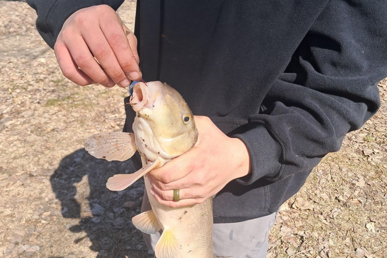 A man displays a suckerfish