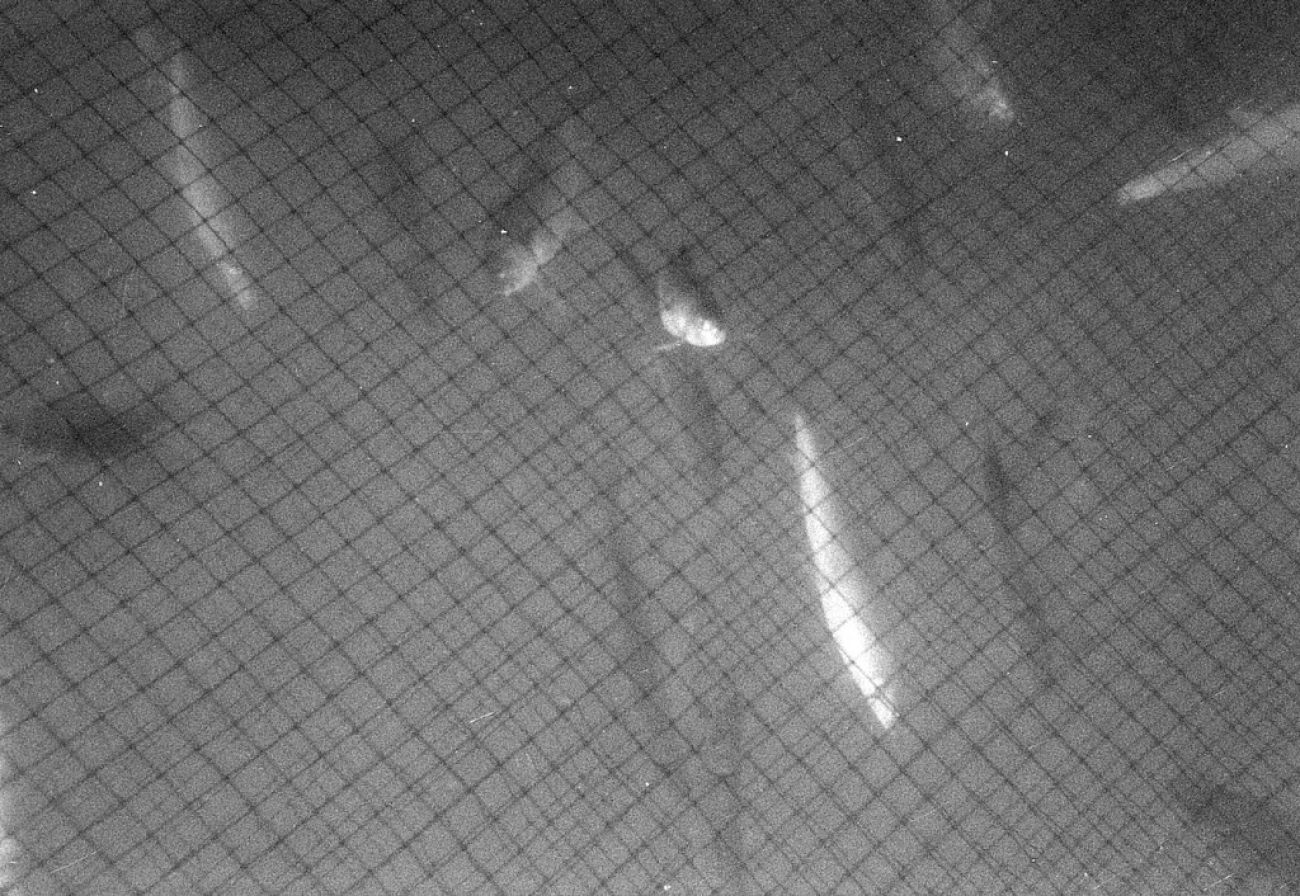 A black-and-white photo of fish in a net. 