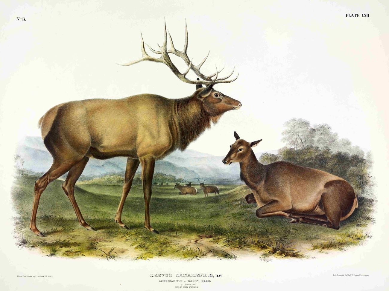 A drawing of two eastern elk. 