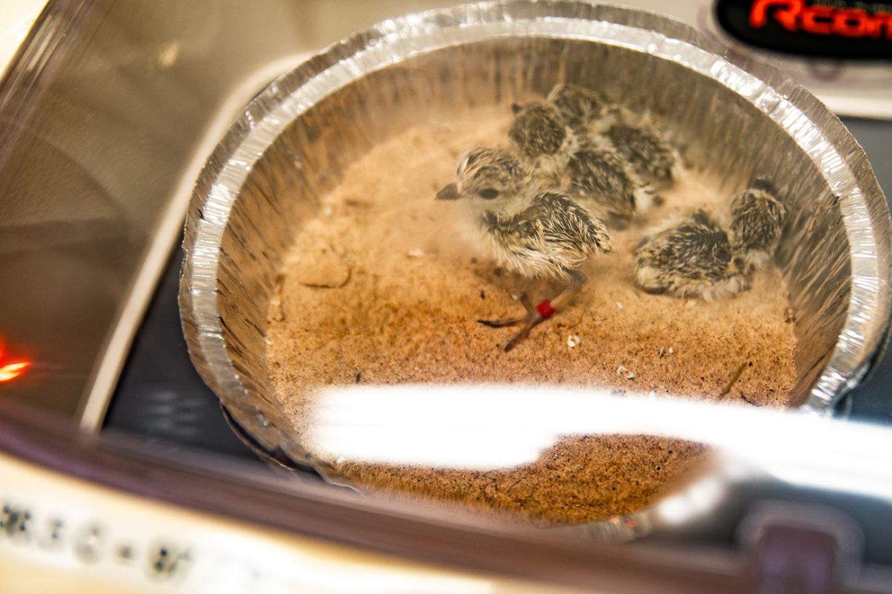 Four hatched piping plover chicks in a silver pie plate.